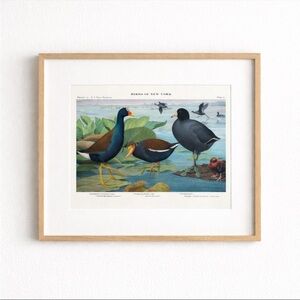 🖤 5/$25 Antique Ornithological Bird Print Original Florida Gallinule